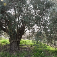 aionovia_dentra_4