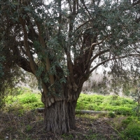 aionovia_dentra_3