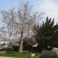 aionovia_dentra_2